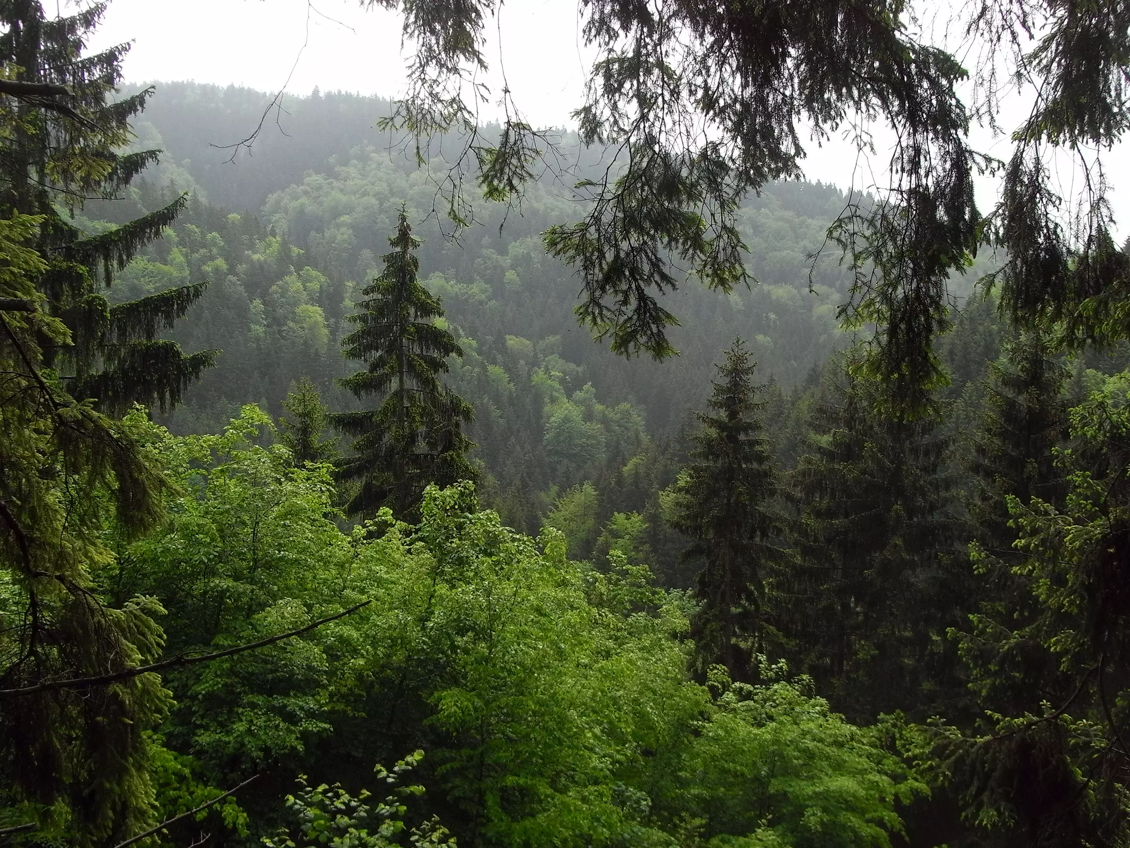 dense forest